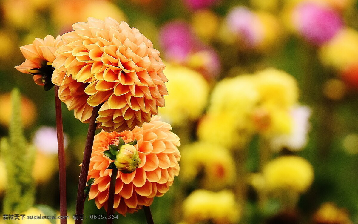 橙色 大丽花 高清 观赏花 橙色花朵 花朵 鲜花