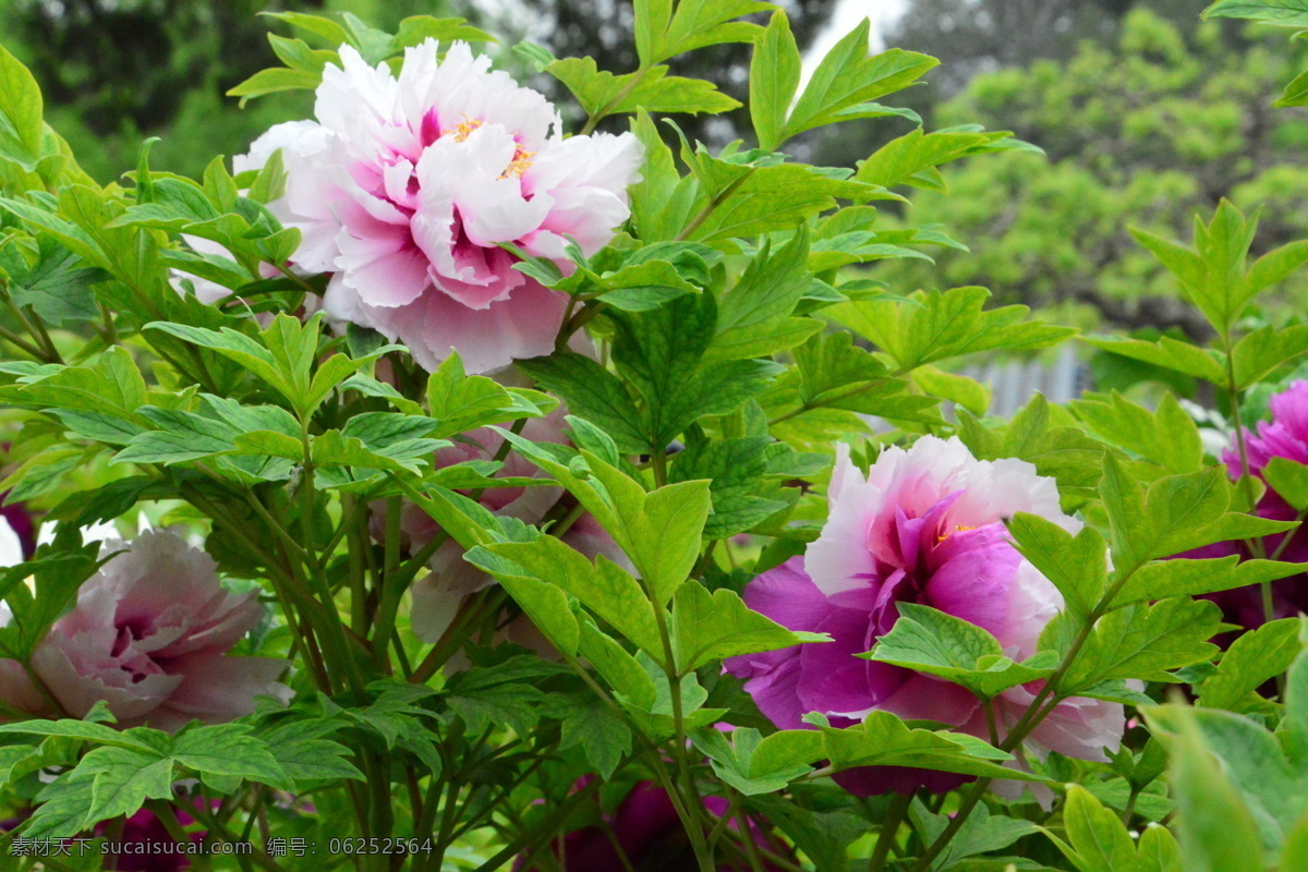 牡丹花 牡丹 鼠姑 木芍药 百雨金 洛阳花 花卉 花儿 花草 植物 园林绿化 绿化景观 花朵 芍药牡丹 生物世界