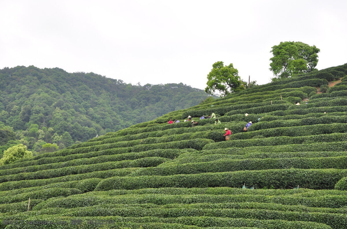 茶园 梅家坞龙井 自然风景 西湖龙井 旅游摄影