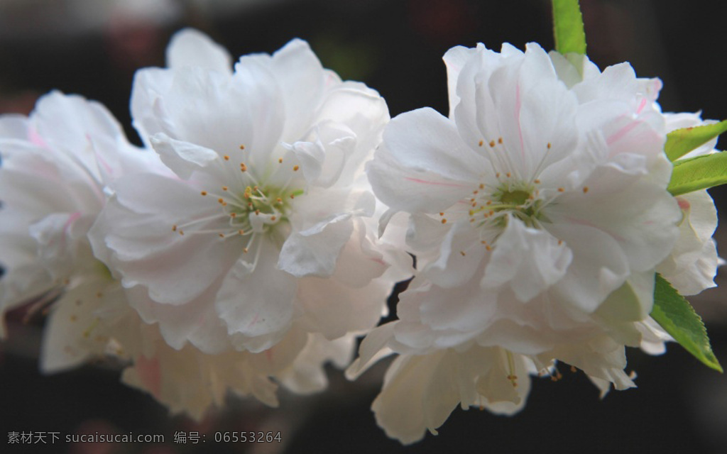 栀子花 高清 花朵 写实 花卉 白色