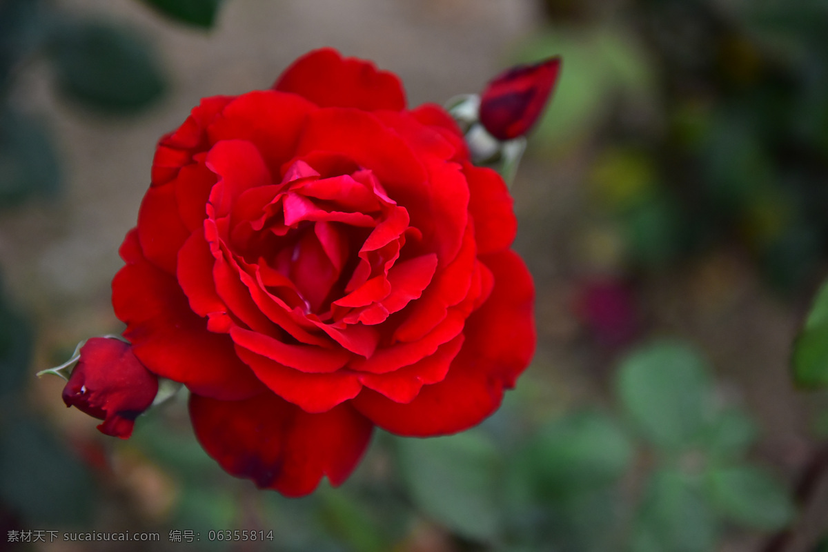 玫瑰花图片 红色 玫瑰花 雪浪山 无锡 植物 生物世界 花草