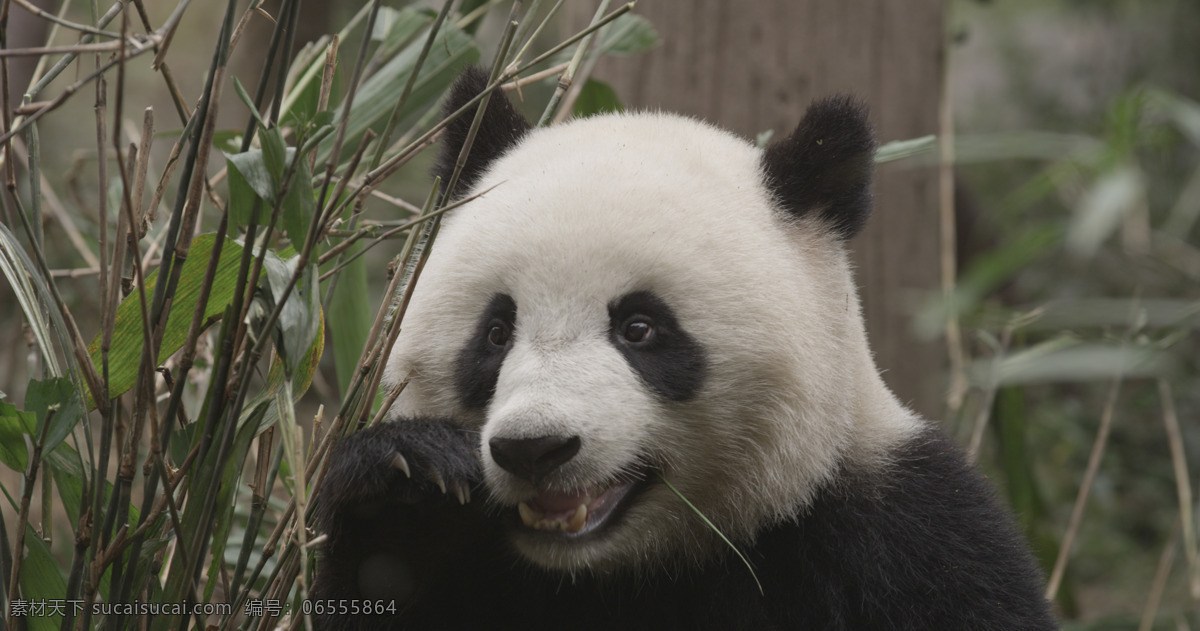 熊猫动物 旅游 秋天 九寨沟 风景 特写 生物世界 野生动物