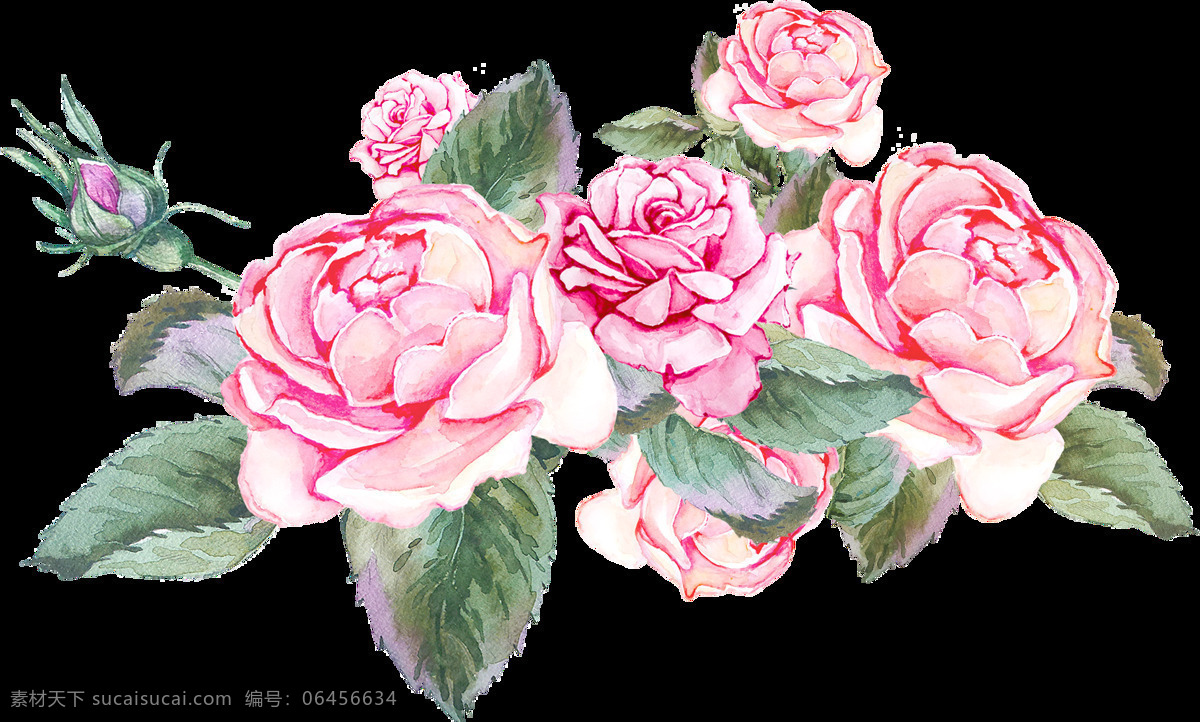 粉色 茶花 植物 透明 卡通 抠图专用 装饰 设计素材