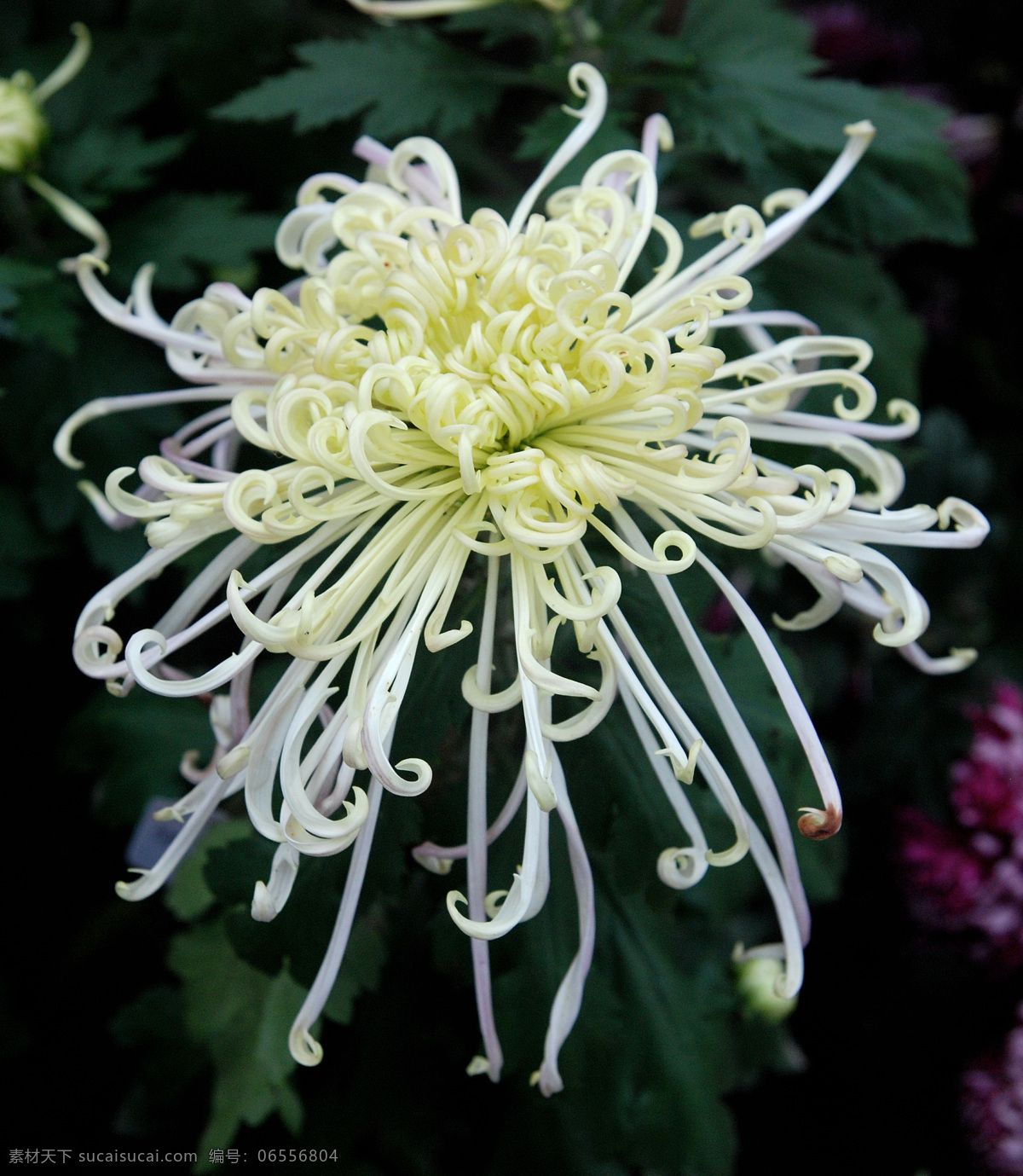 花卉 花 花草 菊花 艺术 园林 照片 装饰素材 园林景观设计