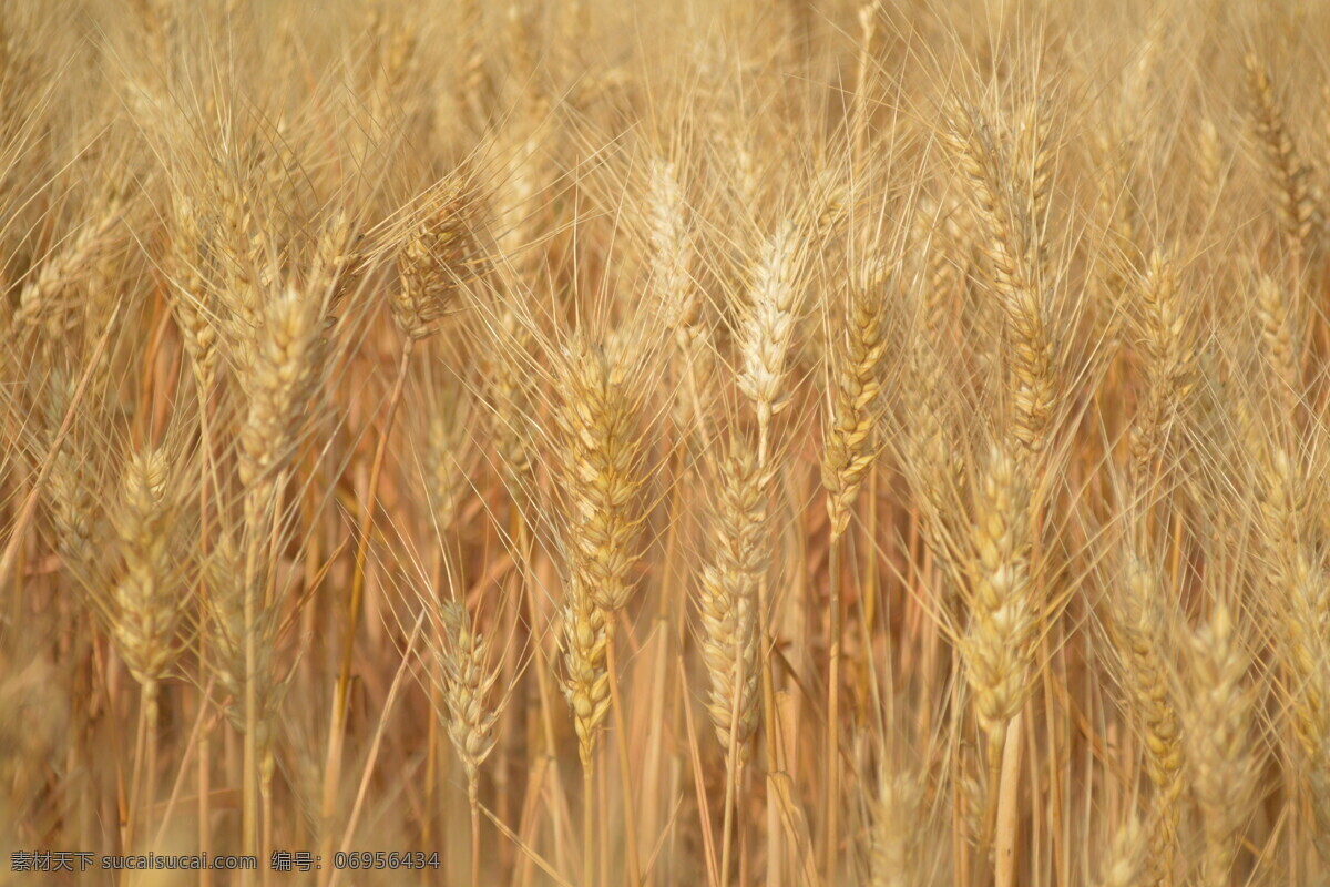 小麦 小麦特写 成熟麦 麦穗 麦子 农作物 小麦素材 小麦设计素材 小麦素材下载 麦子素材 小麦背景 小麦壁纸 麦穗素材 田园风光 自然景观