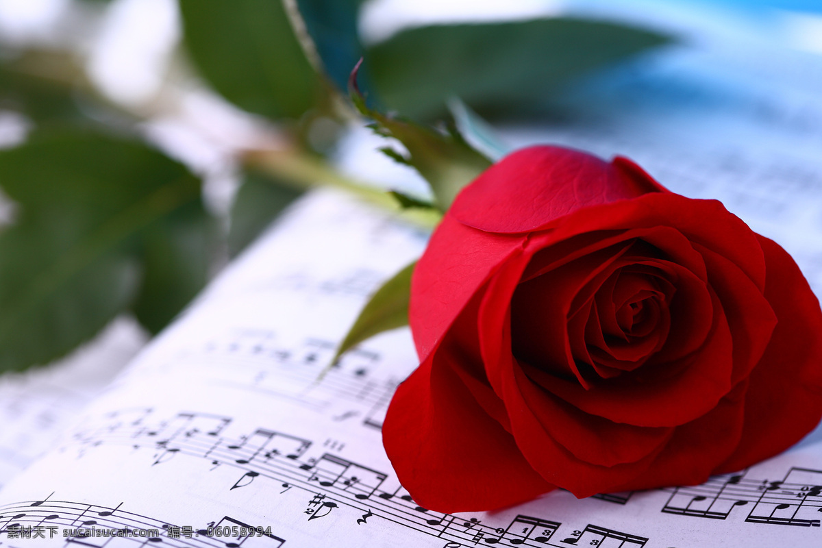 红色 玫瑰花 五线谱 花朵花卉 美丽花朵 鲜花乐谱 五线音谱 音乐 花草树木 生物世界