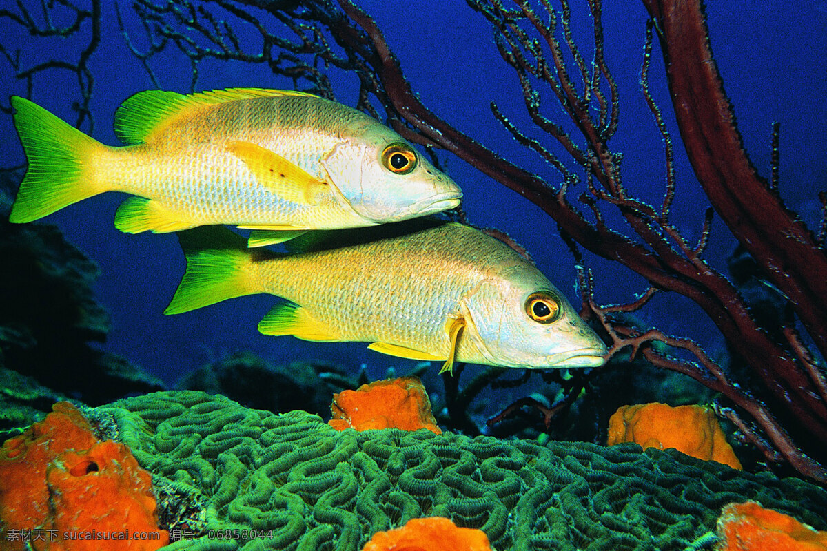 海底 世界 海底世界 海洋世界 珊瑚 3d海洋 海洋节 海洋文化节 海洋海报 海洋主题 海洋生物展 梦幻海洋节 海洋乐园 缤纷海洋乐园 鱼 黑色