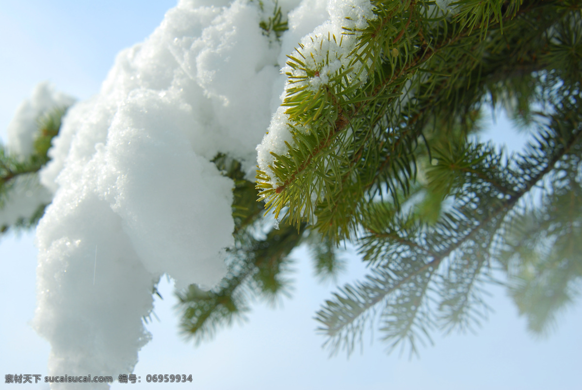 大雪压青松 雪 雪景 冰雪 下雪 松 松树 松枝 冬天 自然风景 自然景观