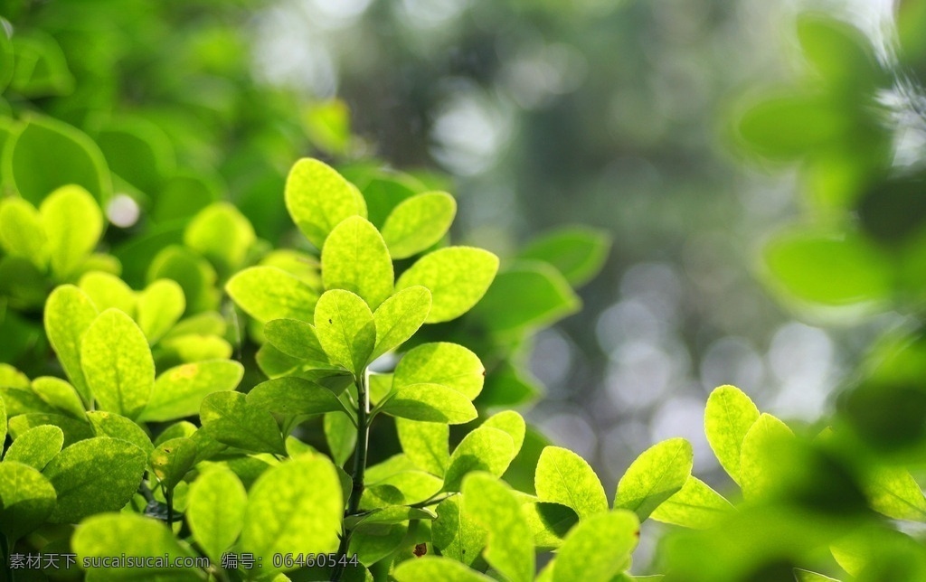 绿意 自然 植物 生态 绿色 春天 生物世界 花草