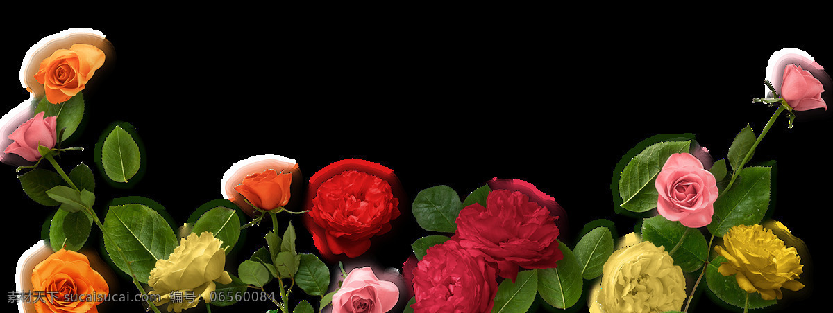 多彩 玫瑰 花朵 元素 植物 花瓣