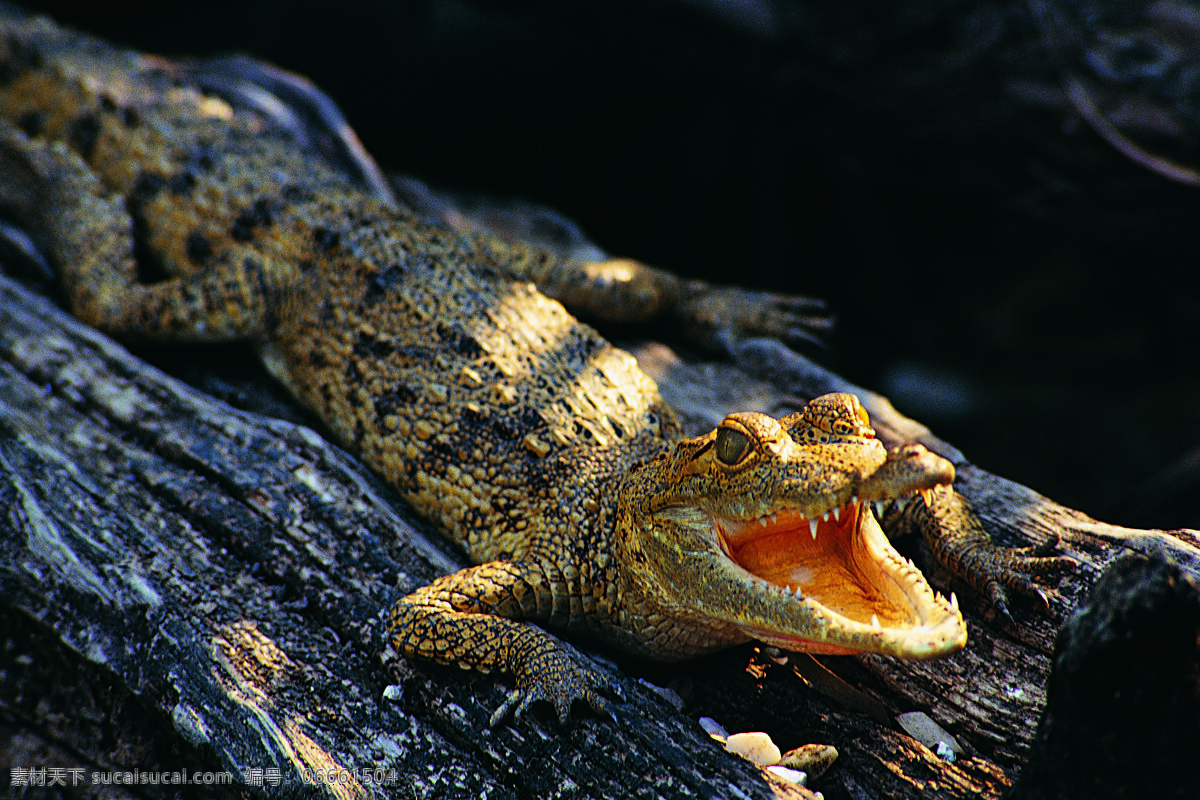 鳄鱼 野生鳄鱼 生物世界 野生动物 摄影图库
