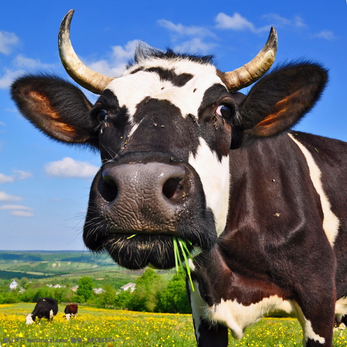 奶牛 花斑奶牛 可爱 黑白奶牛 花奶牛 大奶牛 吃草的奶牛 母牛 小草 草地 家禽家畜 生物世界