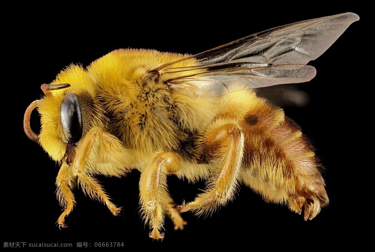 自然昆虫蜜蜂 泥水匠蜂 昆虫 特写 外形 野生动物 自然 翅膀 黑色