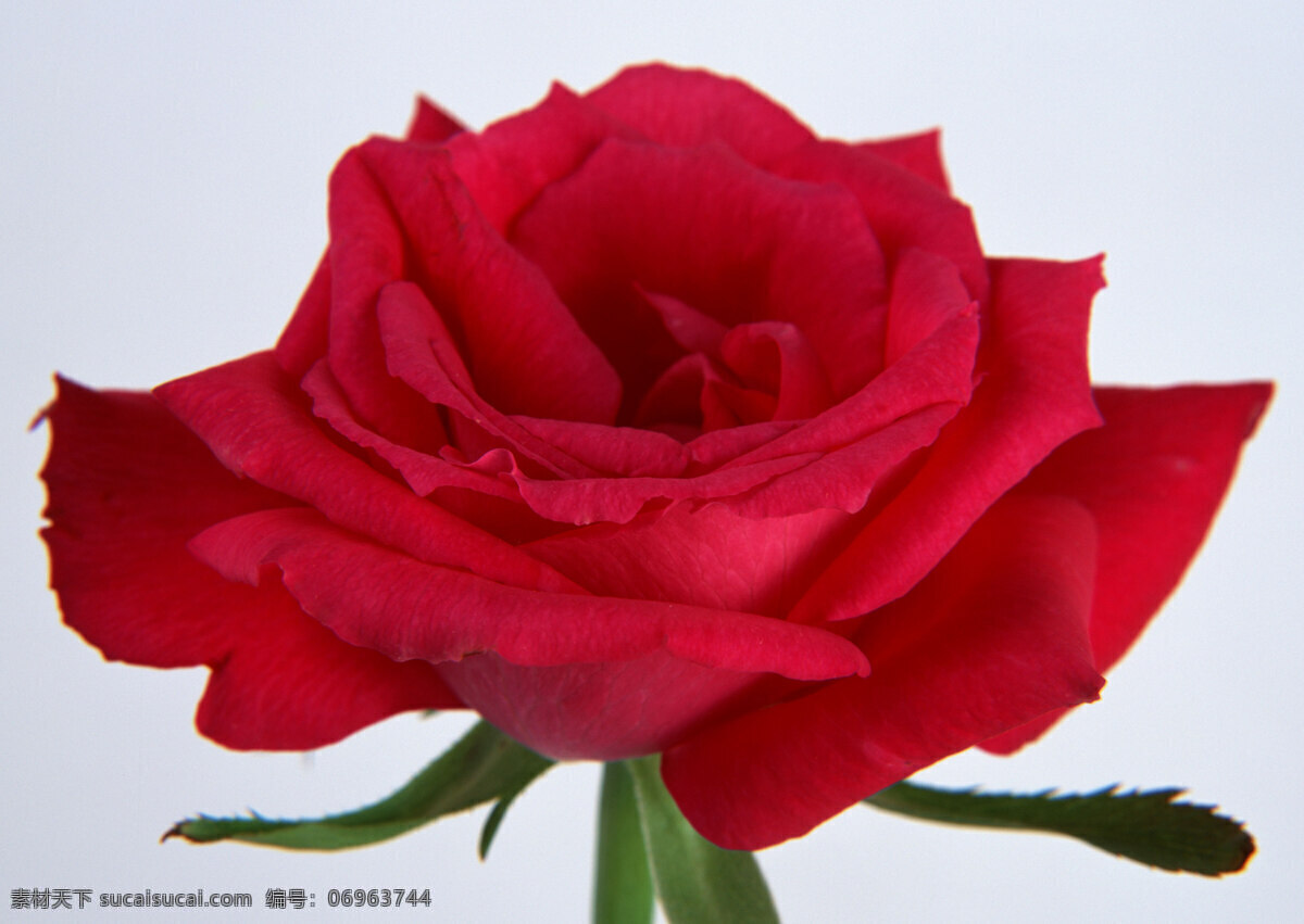 花朵 特写 高清 玫瑰花 高清图片素材 红玫瑰 花瓣 花朵特写 花束 生物世界