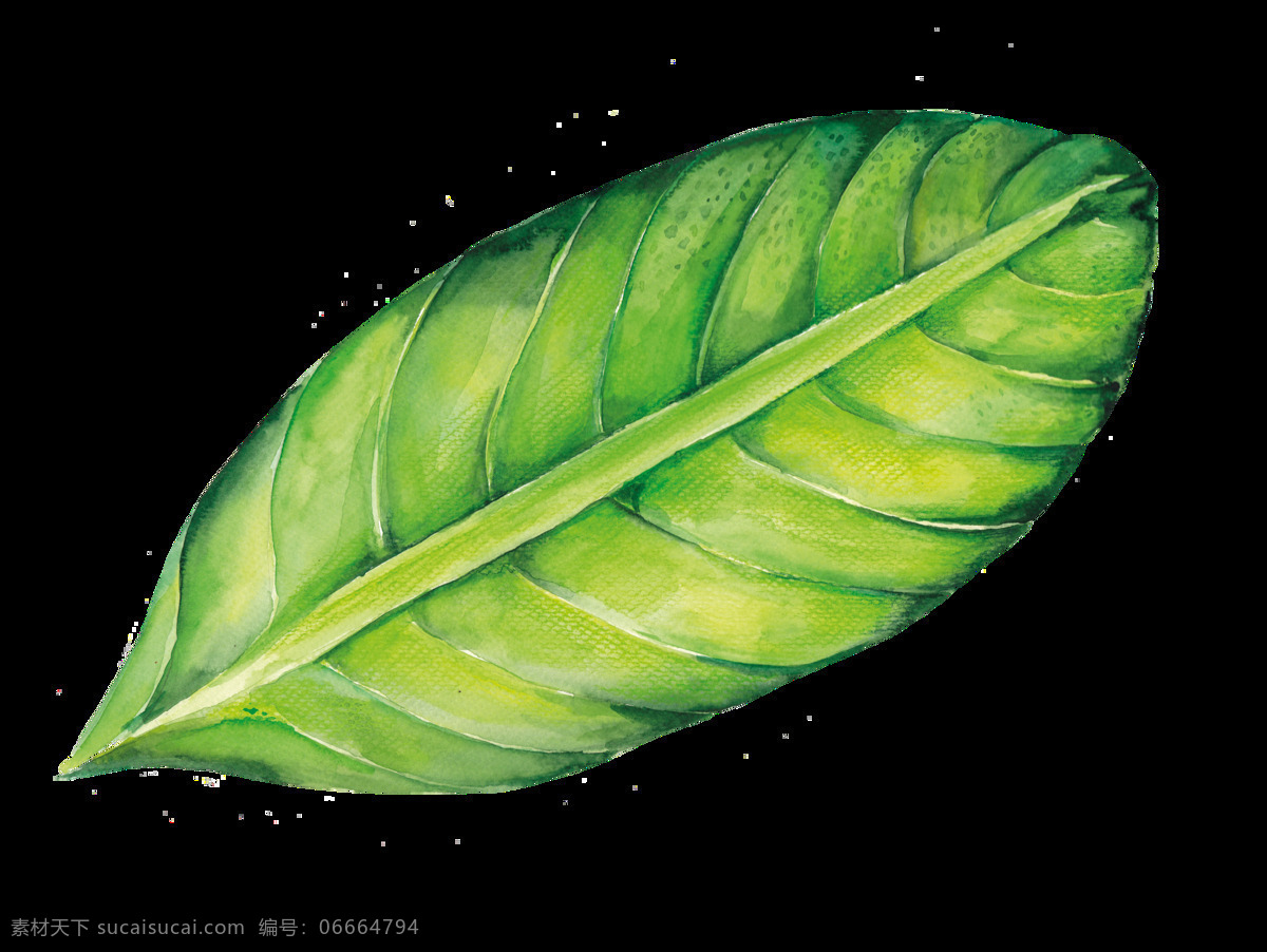 水彩 手绘 绿色 树叶 透明 一片叶子 纹理 线条 黄绿色 透明素材 免扣素材 装饰图片