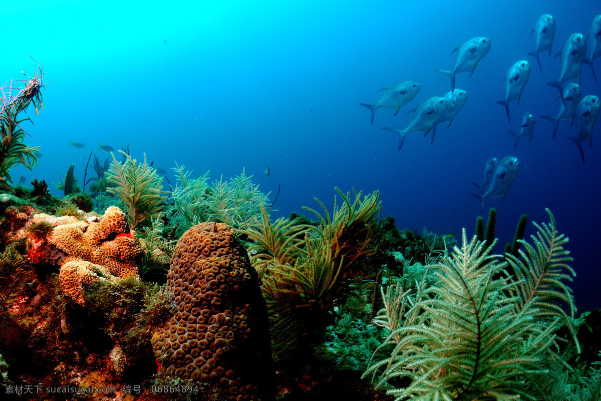 海底 世界 背景 高清 海底世界 高清图片 自然风景 自然景观