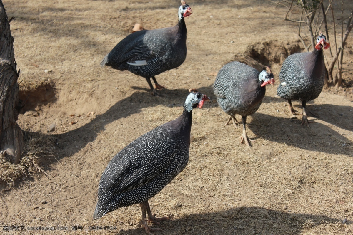 珍珠鸡 野鸡 山鸡 雉 动物 野生动物 珍禽 野味 动物园 公园 济南动物园 生物世界 鸟类