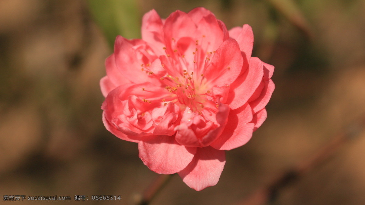 朵 美丽 桃花 植物 桃红 春天 桃花运 微距摄影 花朵 花蜜 花草 鲜艳 桃树 生物世界 粉色