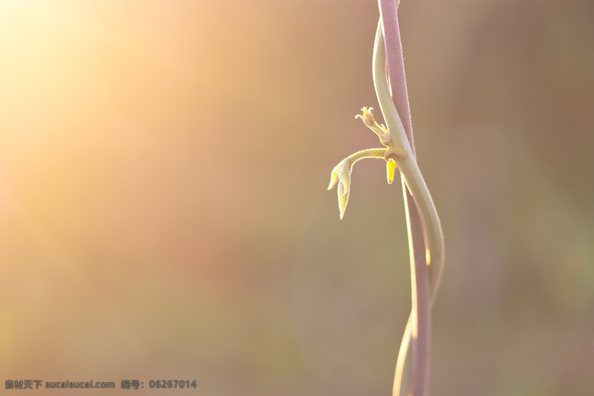阳光 新 芽 阳光背景 唯美背景 新芽 嫩芽 藤蔓 植物摄影 阳光与新芽 花草树木 生物世界
