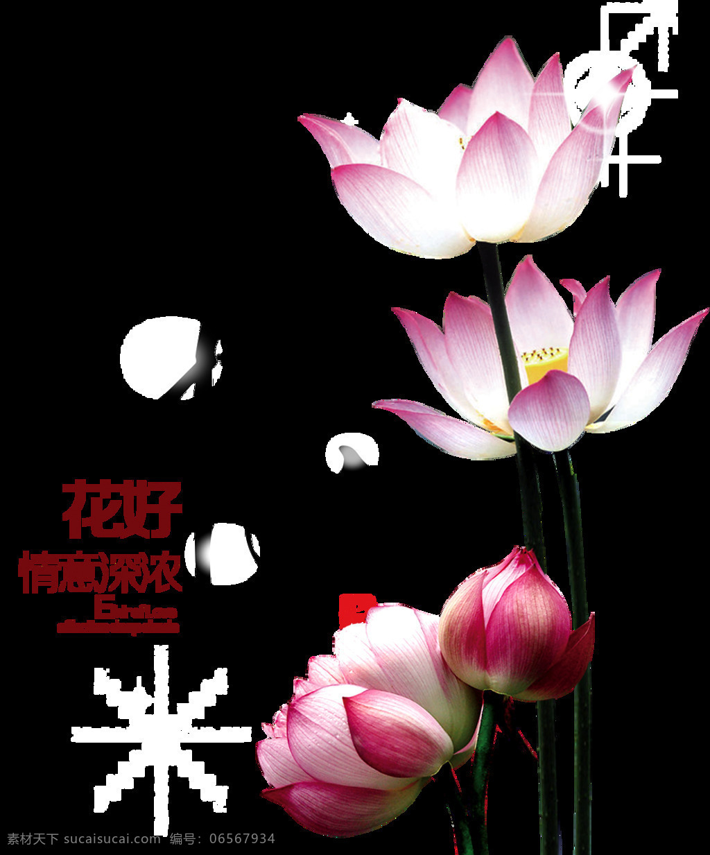 花好 中秋 荷花 元素 花好中秋 中秋节 节日素材 节日 中秋佳节 中秋节促销 月圆之夜 八月十五 浓情圆月 月圆中秋 月满中秋 恭贺中秋