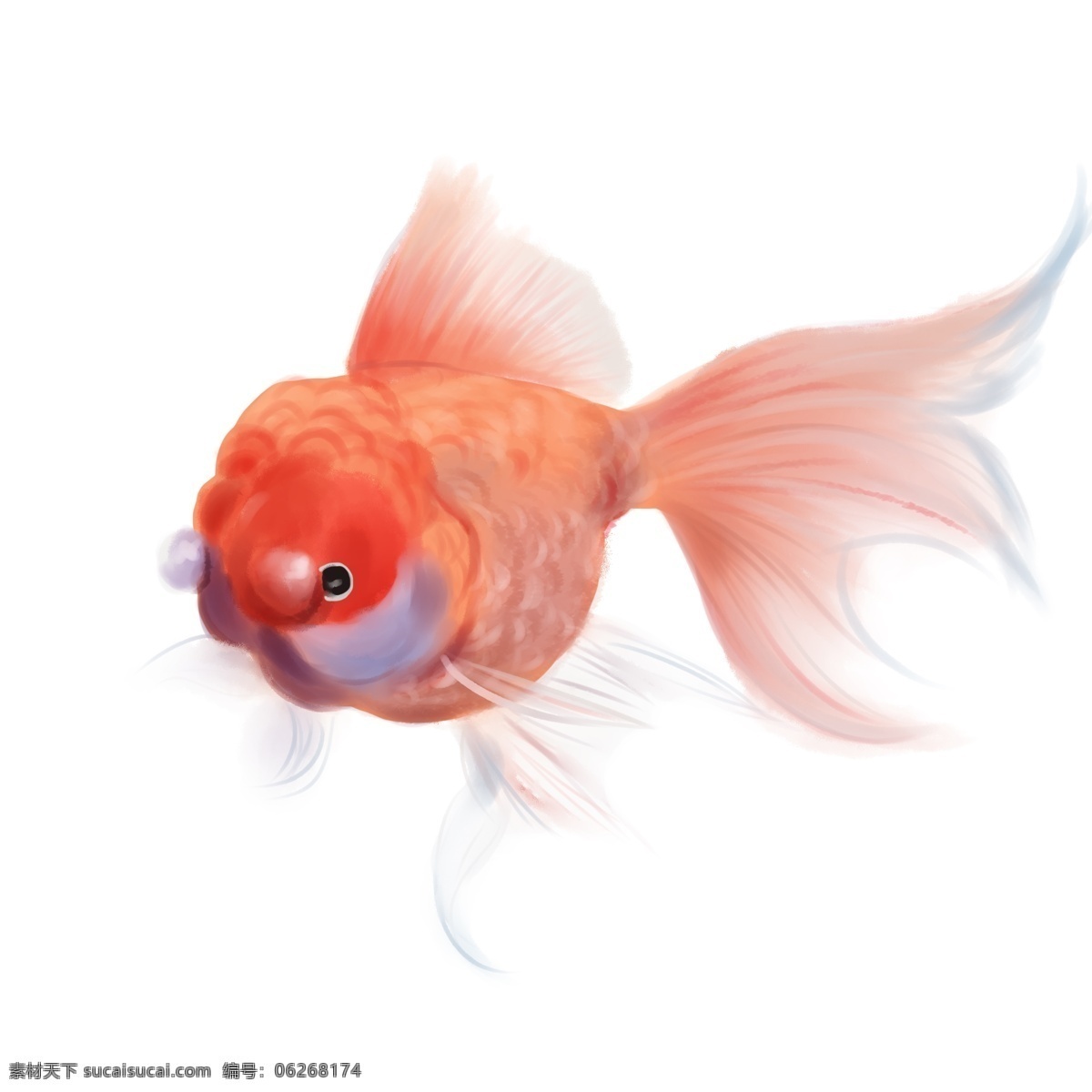 红色 写实 金鱼 写实金鱼 手绘金鱼 红色金鱼 漂亮的金鱼 手绘小金鱼 仿真金鱼 红色鱼 手绘 插画