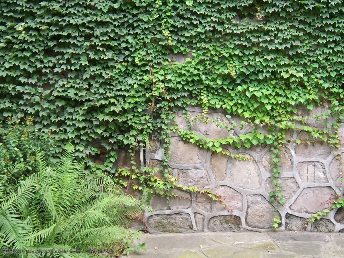 绿色壁虎墙 设计素材 植物 生物世界 花草 摄影图库