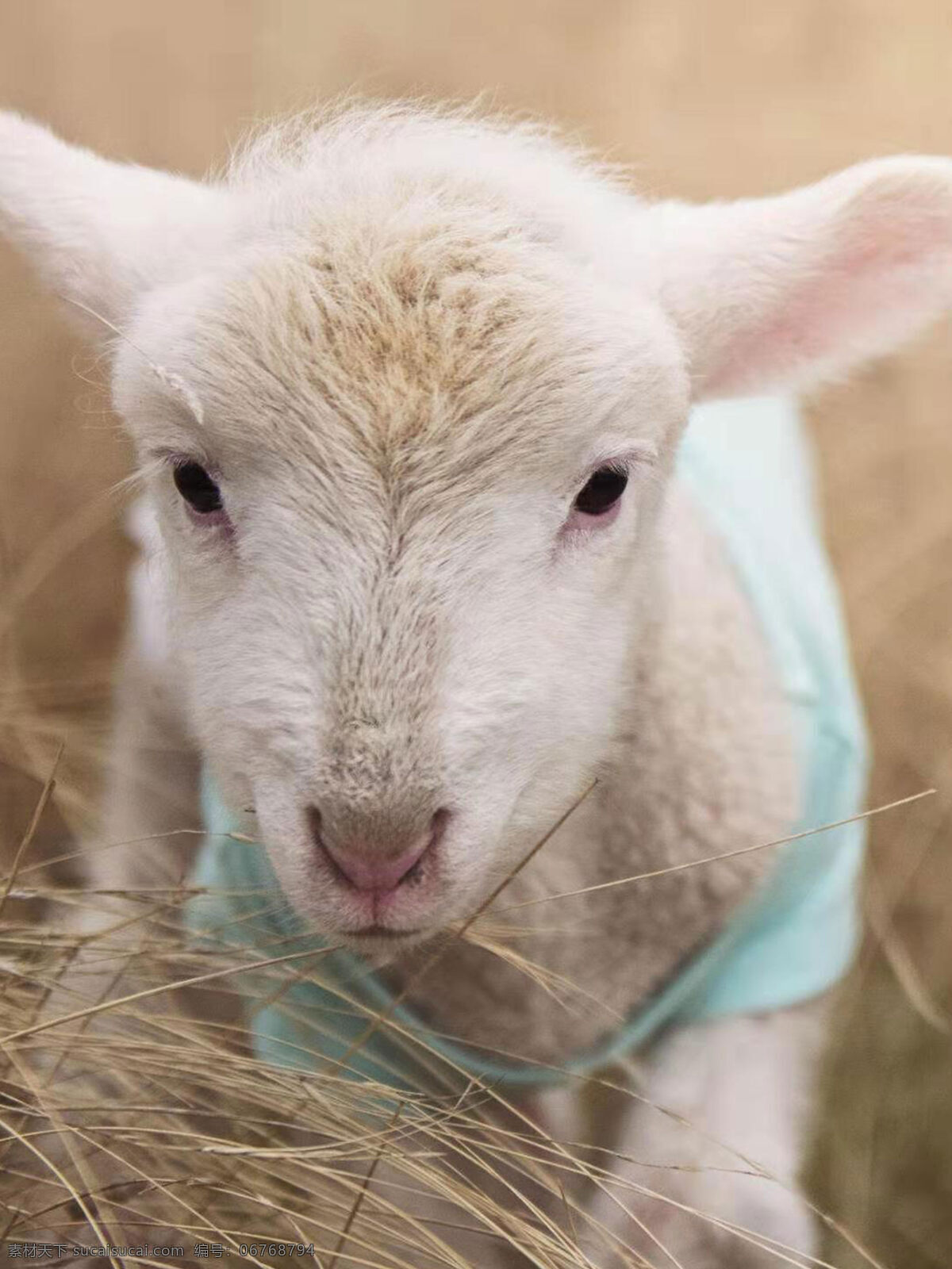 羊图片 羊 动物 小羊 可爱 生物世界 家禽家畜