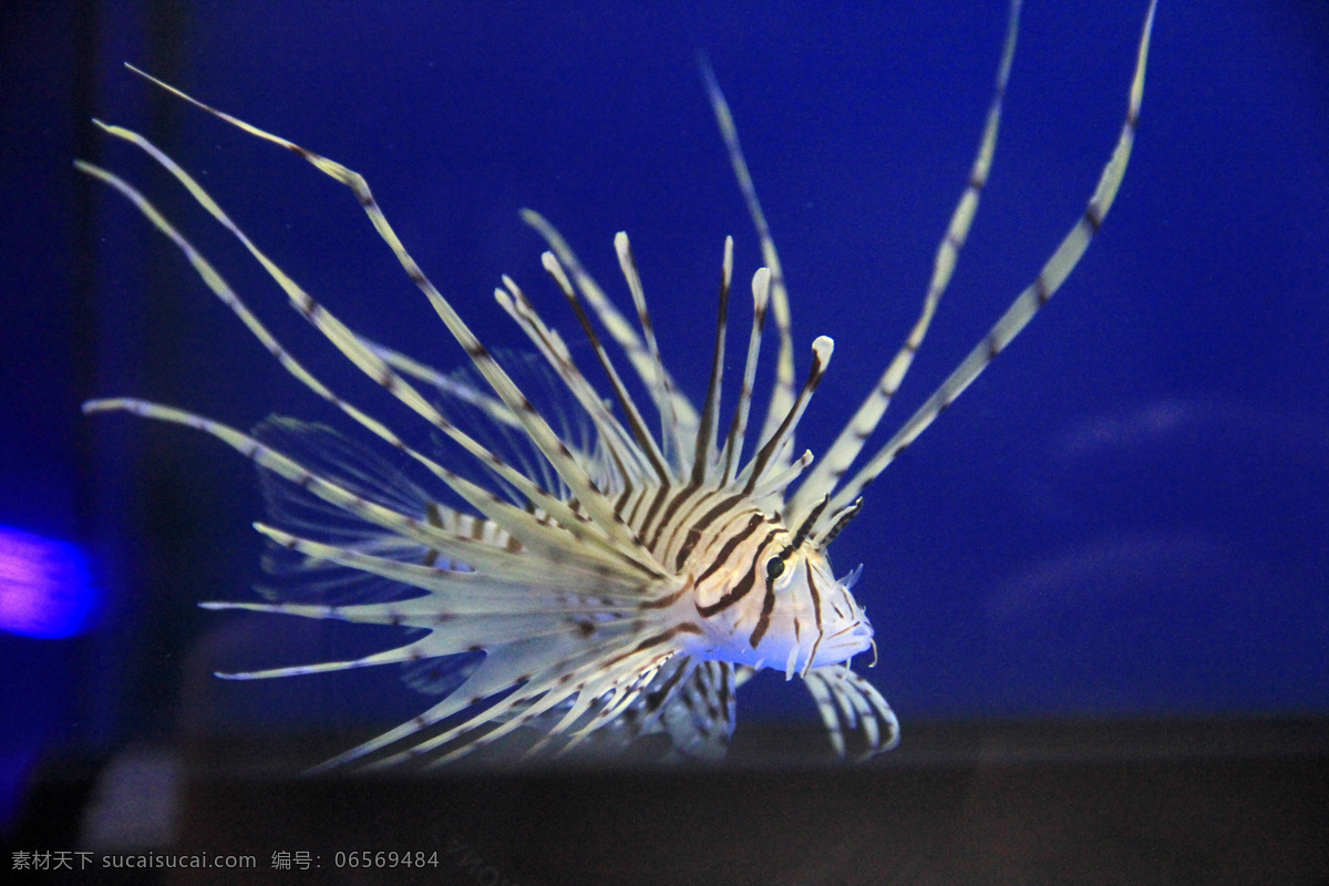 狮子鱼 海水 海水鱼 海 毒鱼 海水缸 条纹 长枝 海洋生物 生物世界