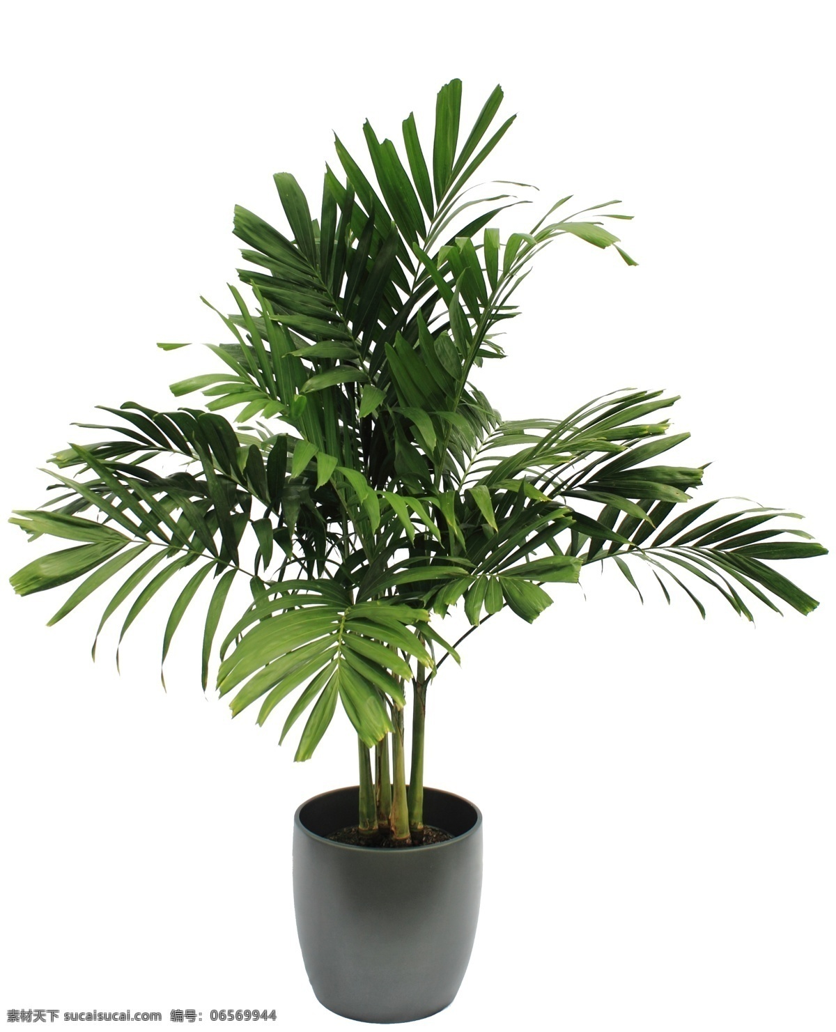盆栽花 盆栽 花 绿色植物