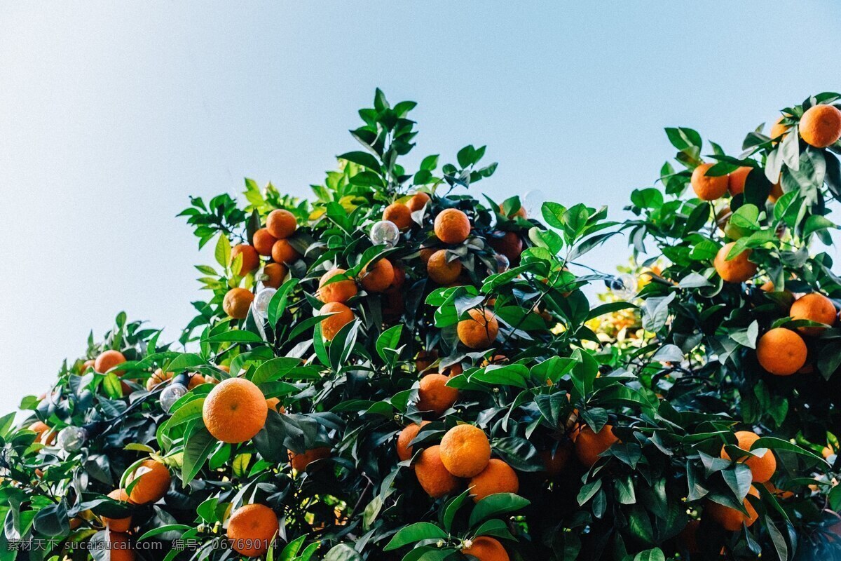 橘子林 橘子 树林 水果 树叶 橙色 果子 景色 风景 果园 田园 自然景观 田园风光