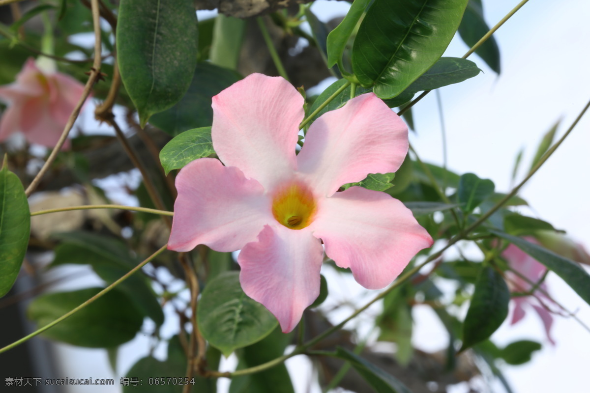 飘香藤 红皱藤 双腺藤 双喜藤 文藤 红蝉花 藤本植物 观赏花卉 花瓣 花朵 花儿 花草 花卉 植物 绿化景观 花卉大观园 生物世界