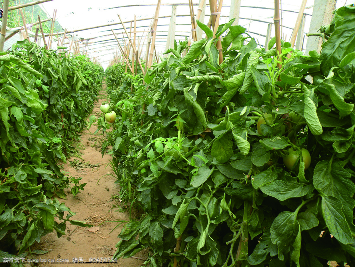 高效农业 温室 大棚 农业 番茄 西红柿 蔬菜 生物世界 绿色