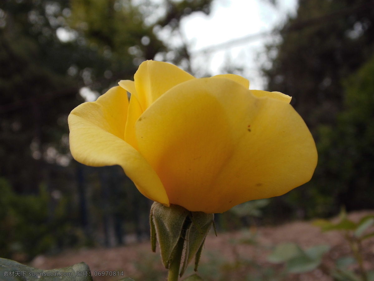 月季 春季 花草 生物世界 盛开 月季花 黄月季花 月季花特写 psd源文件