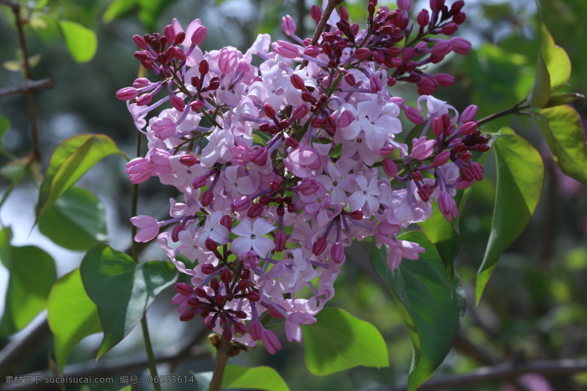 丁香花 丁香 丁香树 春天 花卉 名贵花卉 树枝 自然景观 绿化景观 丁香玉兰花 生物世界 花草