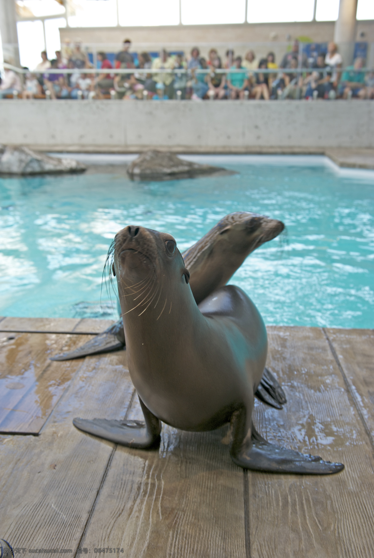 海狮在表演 海狮 表演 杂技 可爱 海豹 海洋生物 生物世界
