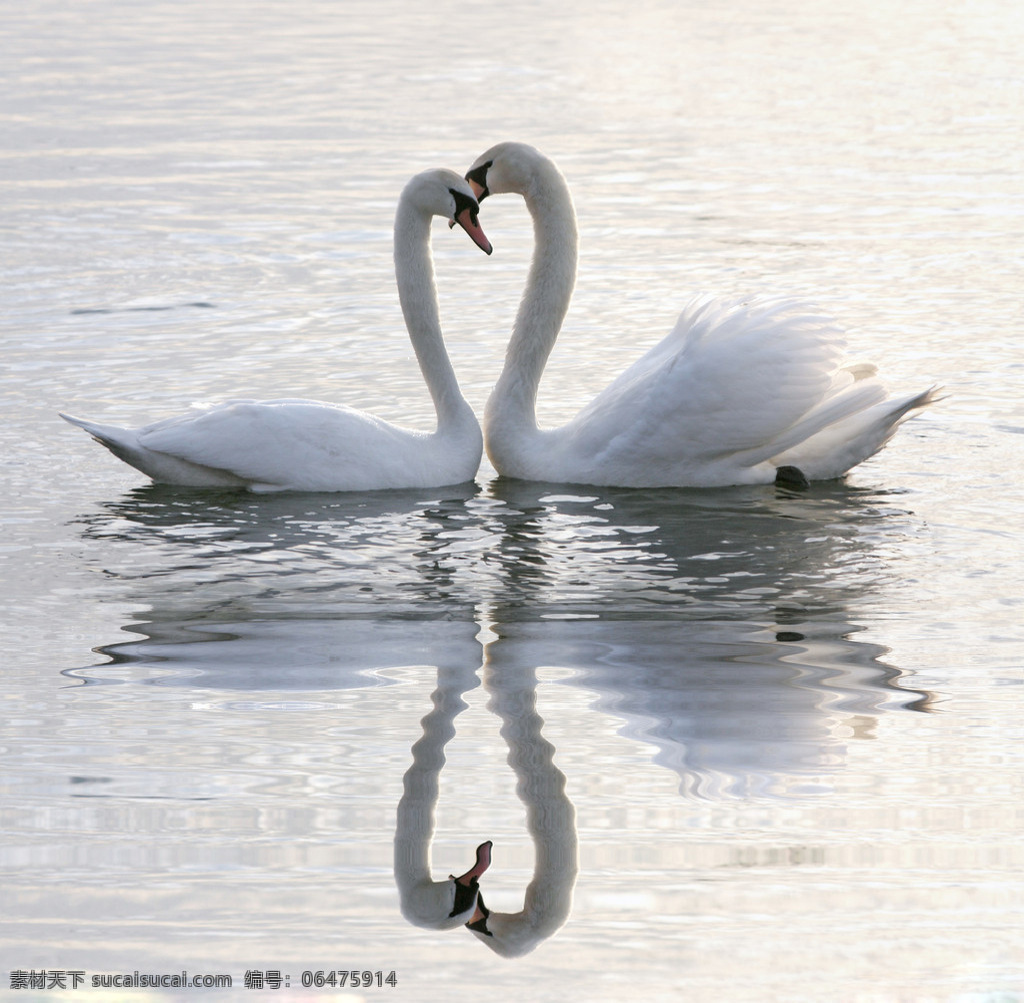动物 天鹅 白天鹅 伴侣 鹅 呵护 湖水 嬉戏 风景 生活 旅游餐饮