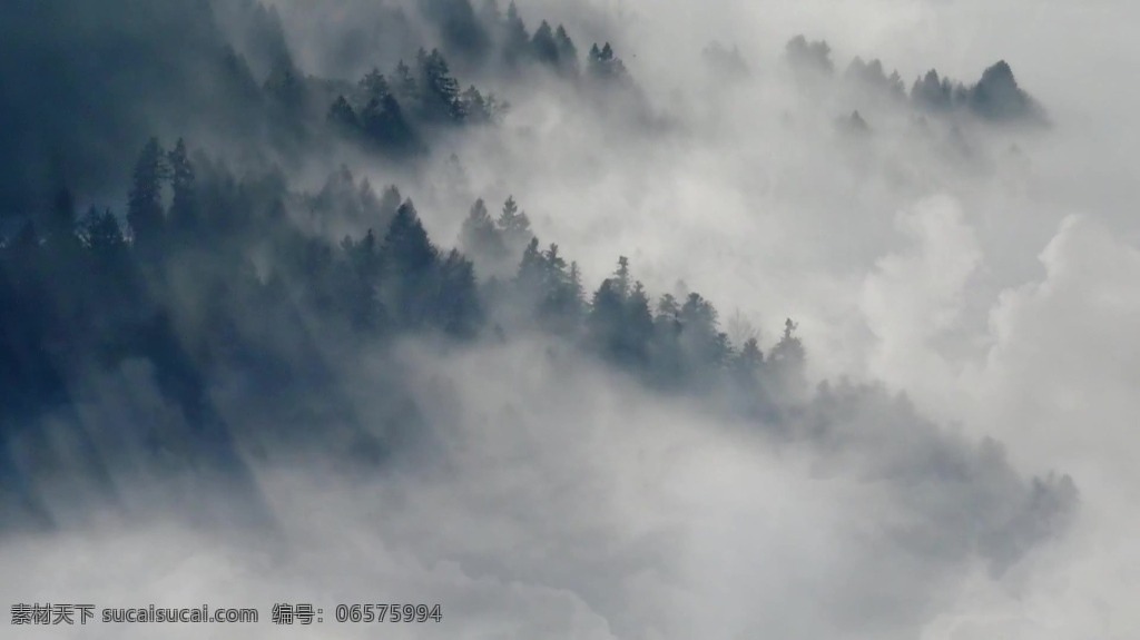 森林 雾气 自然风景 视频背景 实拍视频 视频 视频素材 视频模版