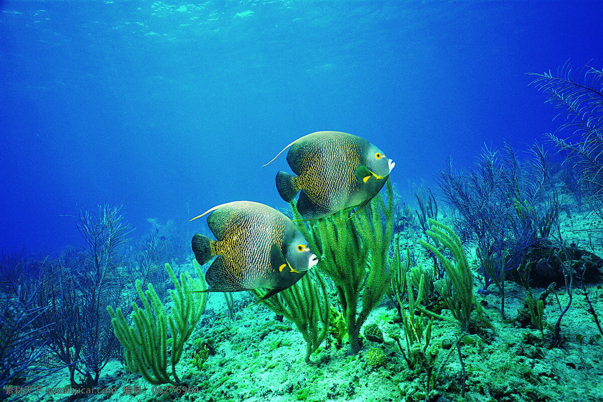 海底 世界 海底世界 海洋世界 珊瑚 3d海洋 海洋节 海洋文化节 海洋海报 海洋主题 海洋生物展 梦幻海洋节 海洋乐园 缤纷海洋乐园 鱼 蓝色