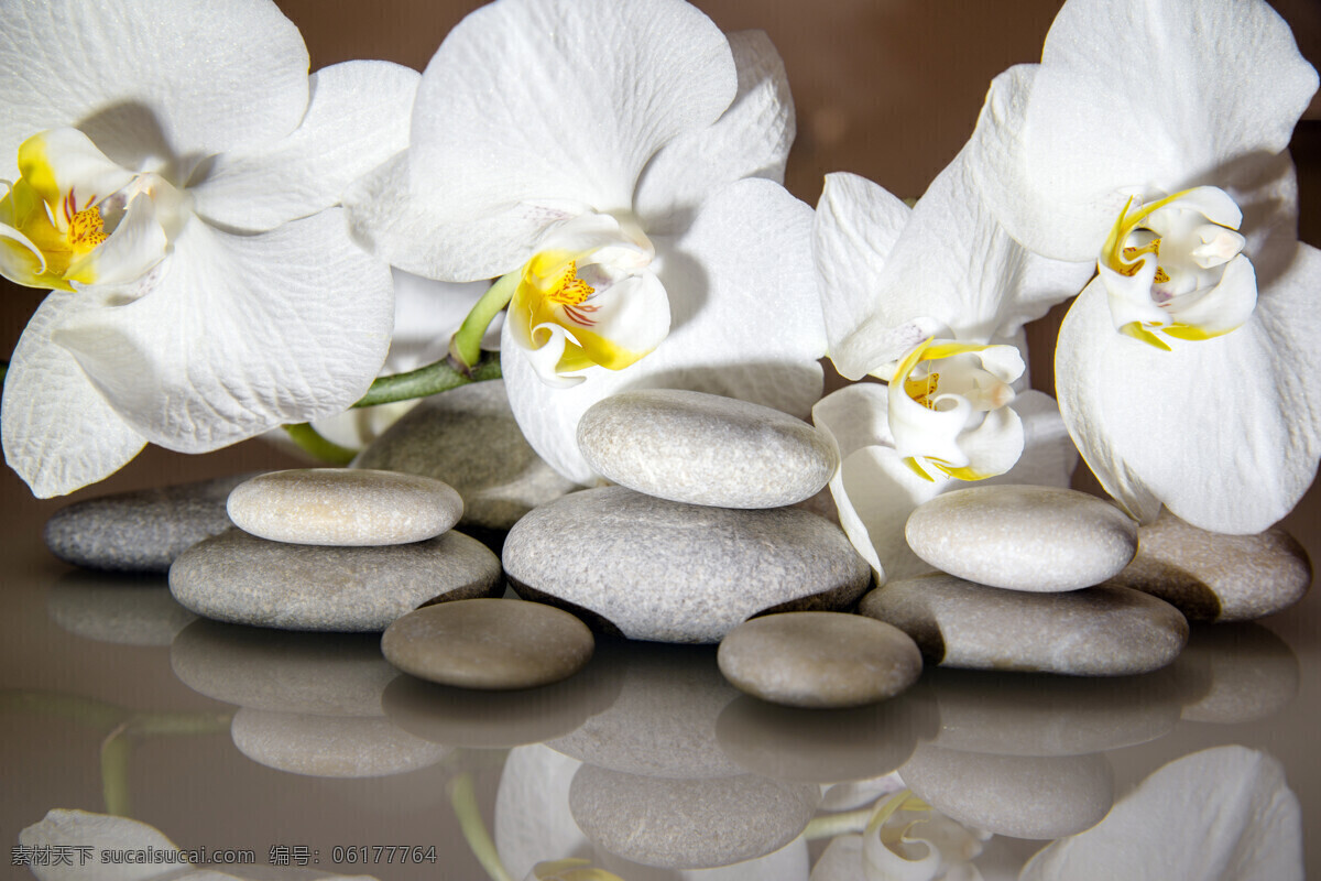 鹅卵石 白色 兰花 特写 spa 花瓣 花朵 鲜花 物品 静物 热石 石块 石头 生活百科 生活素材