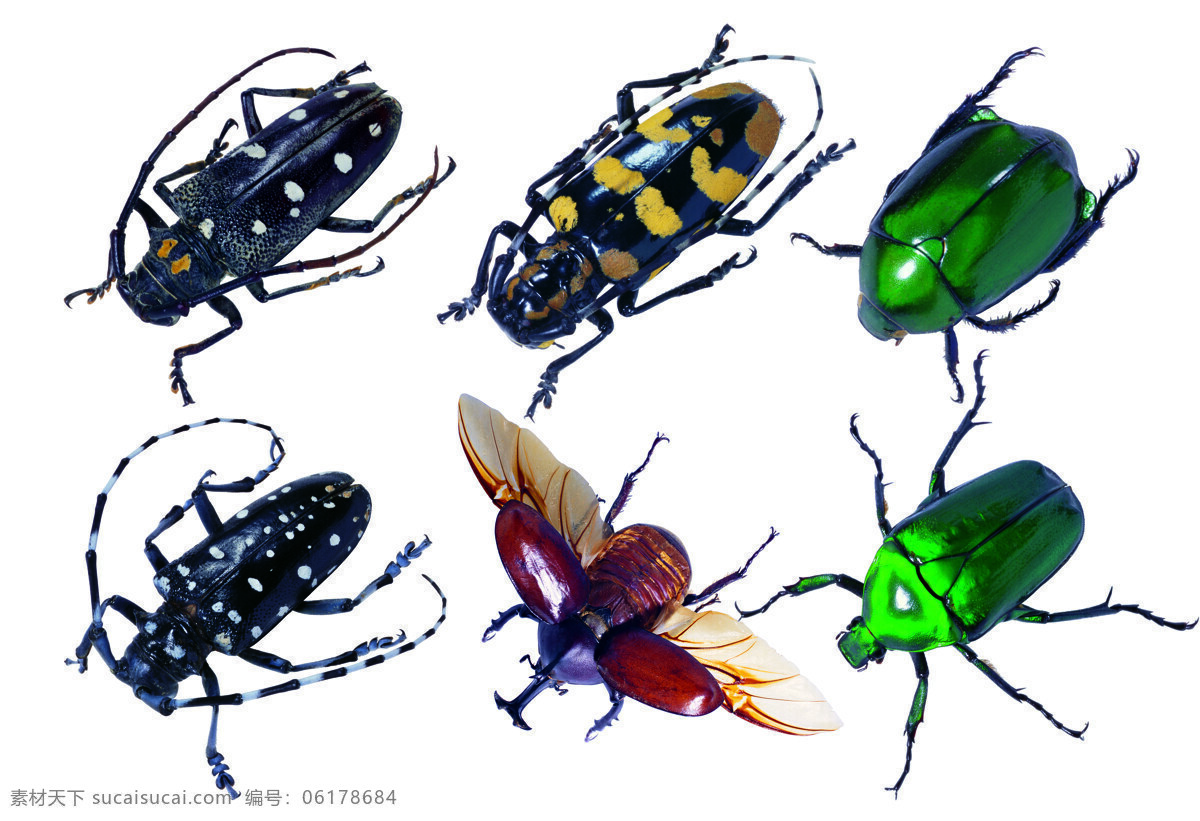 昆虫 生物世界 昆虫标本 天牛标本 天牛触角 爬虫 绿甲虫 昆虫科学