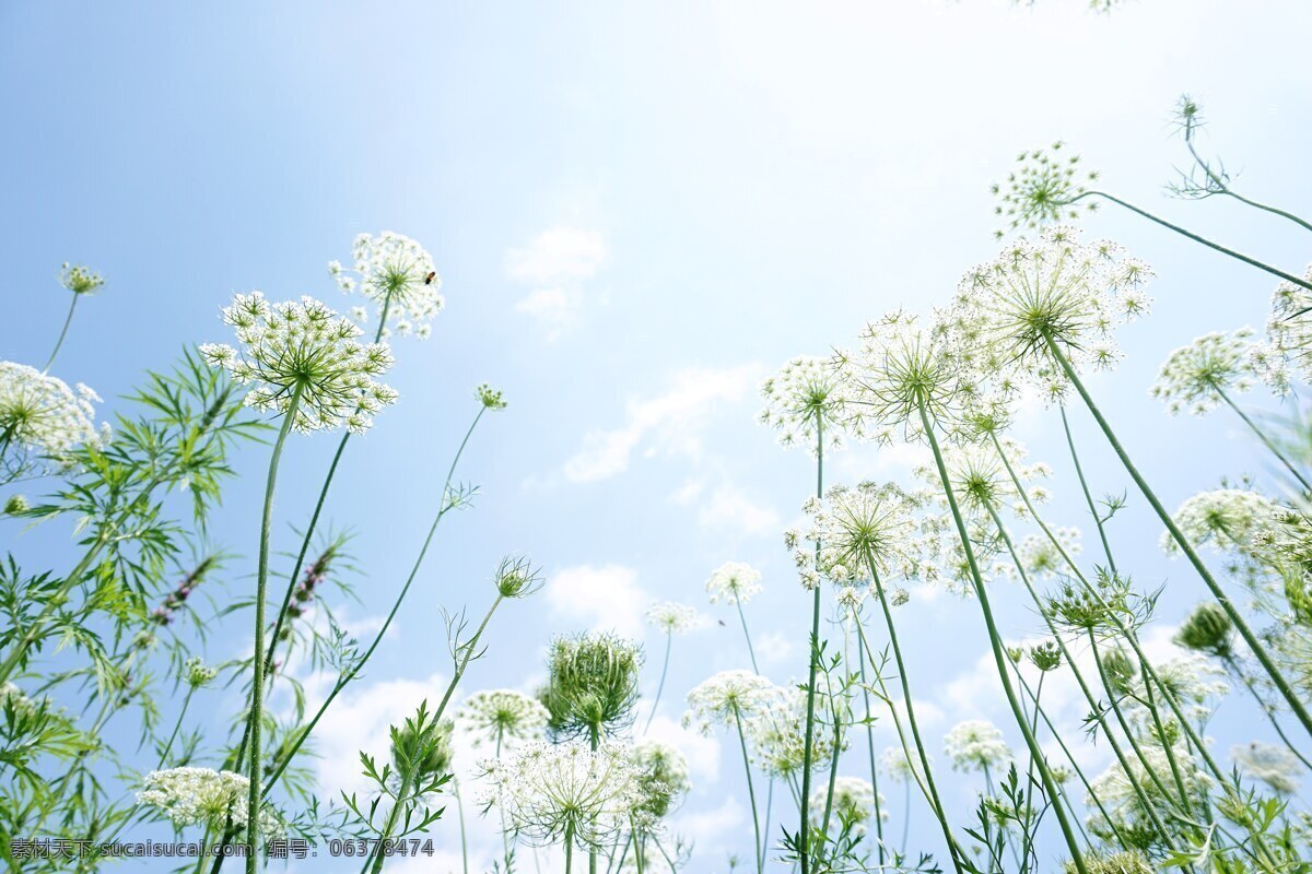 蛇床花 唯美 壁纸 夏日气息 蓝色天空 花从 生物世界 花草