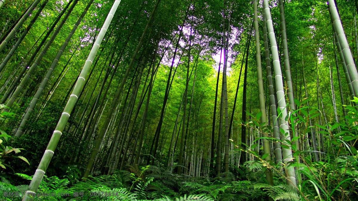 竹林 竹子 翠竹 竹叶 竹海 森林公园 生态旅游 树木树叶 生物世界