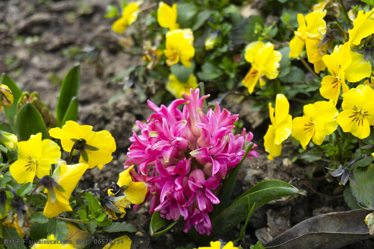 春天 公园 植物 花朵 紫色 花 千库原创 照片