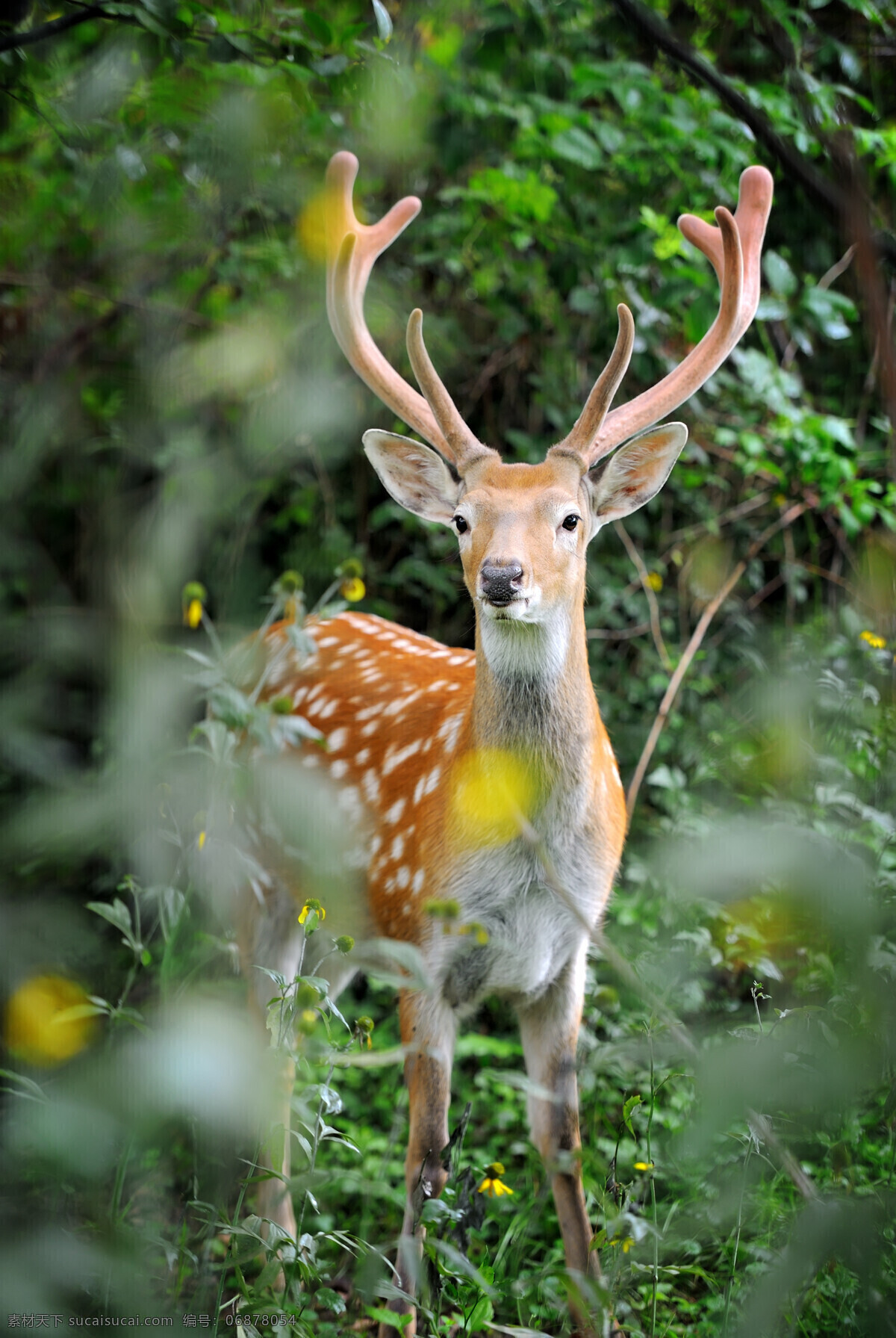 森林 里 糜 鹿 小鹿 动物 陆地动物 野生动物 动物世界 动物摄影 生物世界