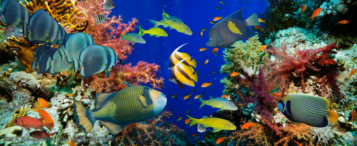 美丽 珊瑚 鱼群 海洋海边 自然风光 海底世界 海洋生物 手绘 自然景观 黑色