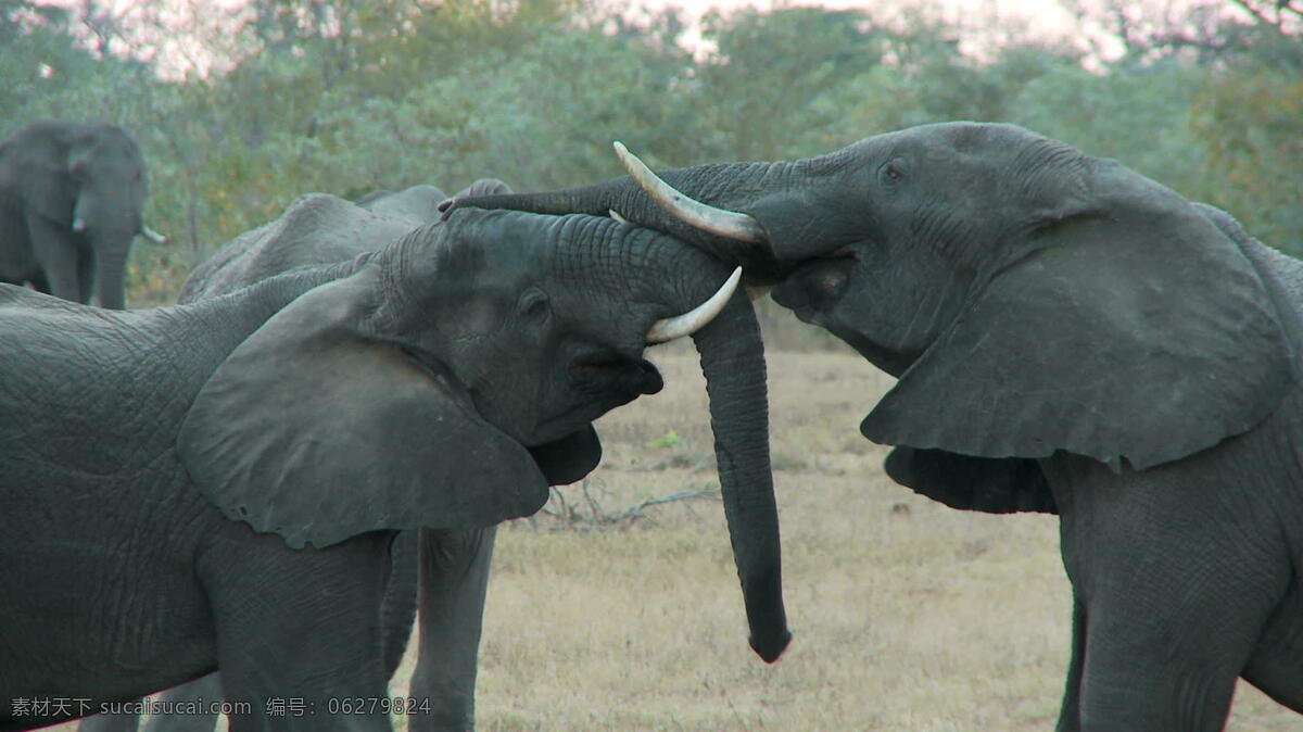 大象 玩 股票 录像 视频免费下载 非洲 野生 动植物 动物 野生动物 生命 自然 丛林 玩耍 嬉戏 avi 灰色