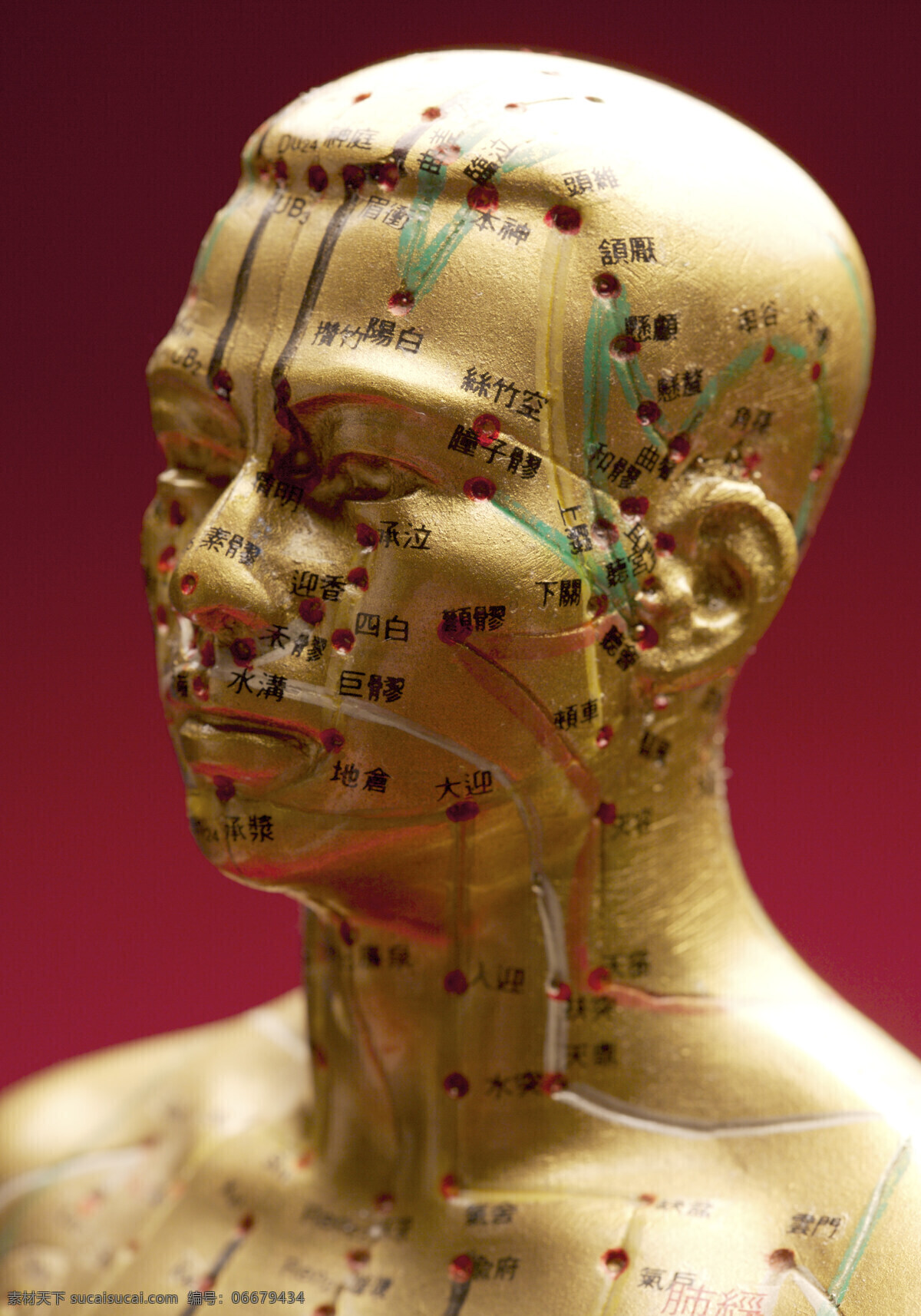 头部人体穴位 中医 人体 穴位 模型 铜模型 红色
