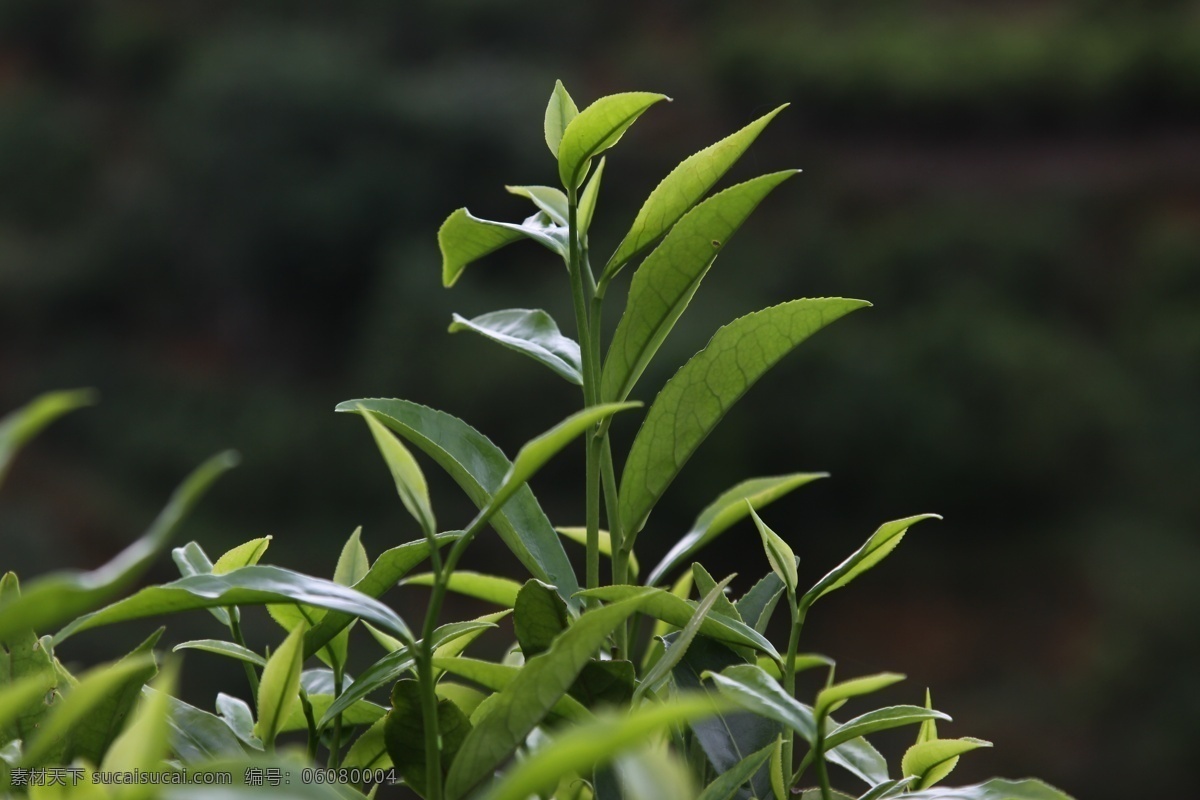 凤凰单枞茶 茶树 桂花 桂花香 凤凰单丛茶 凤凰茶 潮州茶 茶树品种 凤凰 单 枞 茶 品种 树木树叶 生物世界