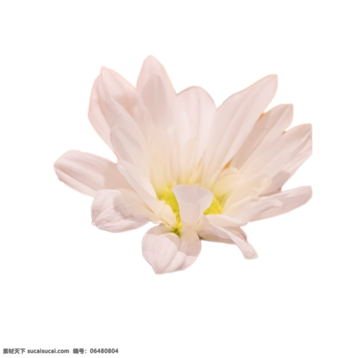白色 美丽 花朵 美丽花朵 春天鲜花 盛开的鲜花 卡通插图 创意卡通下载 插图 png图下载
