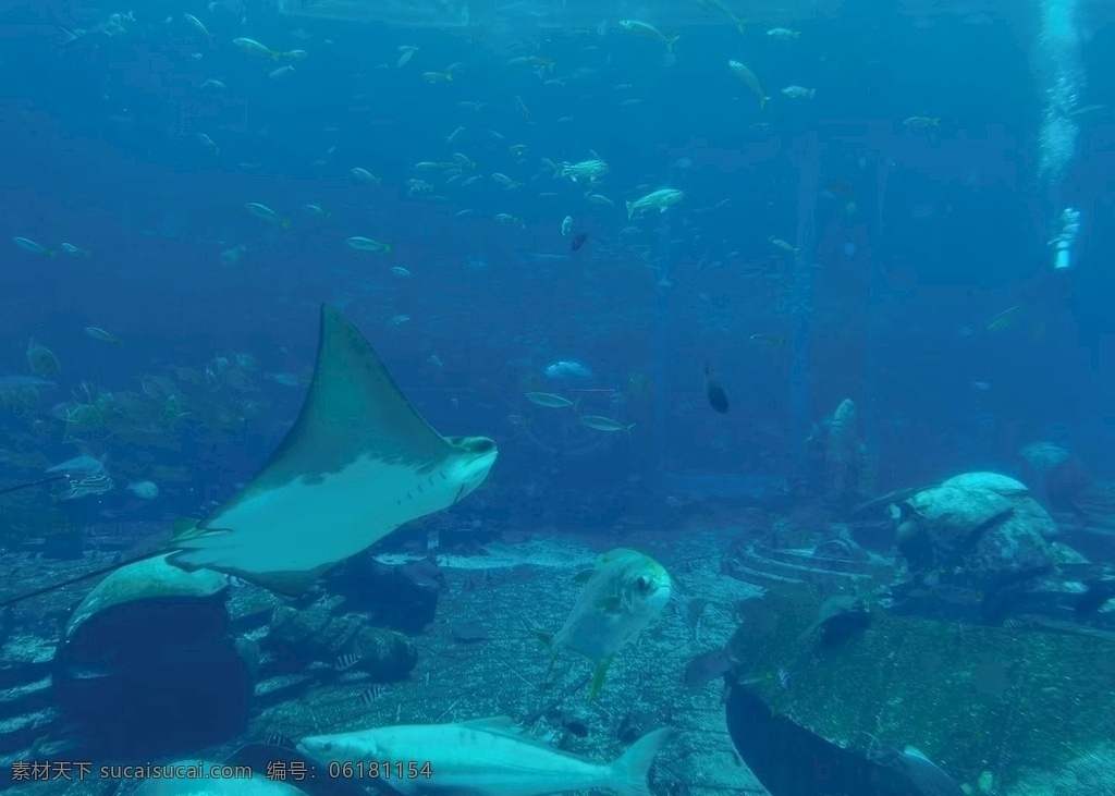 水族馆 水族 鱼类 海洋 蓝色 海水 三亚 自然景观 自然风景